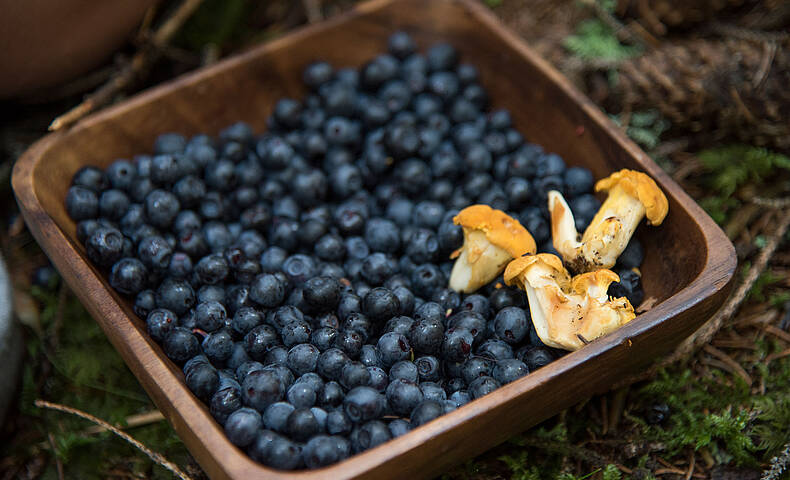 Frische Schwarbeeren aus dem Wald