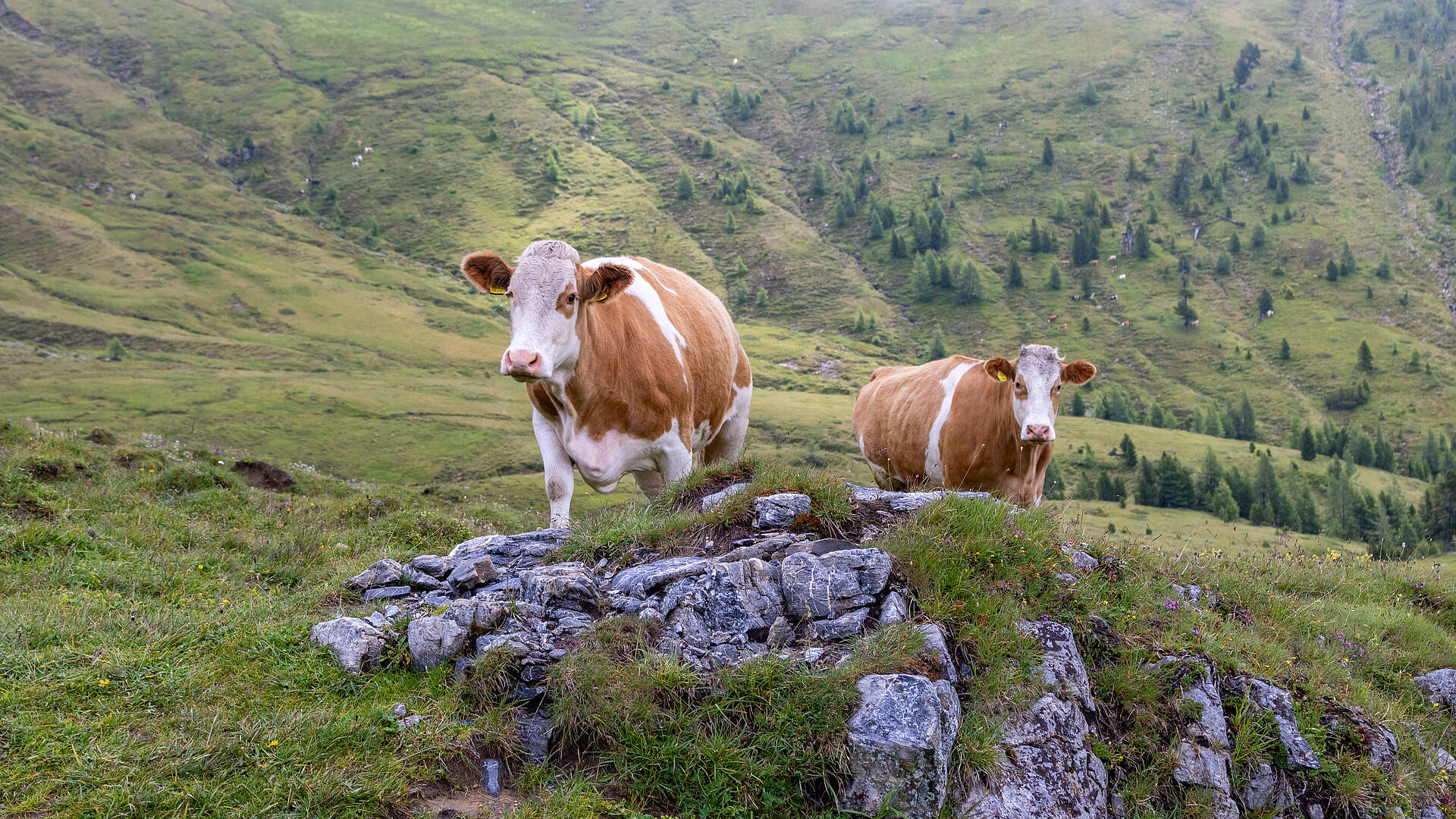 Perfekter Sommertag in Kaernten - Nockalmgebiet