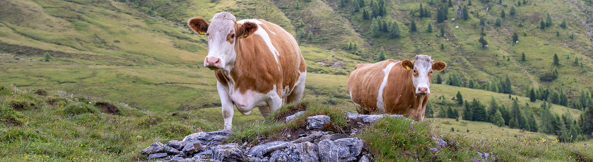 Perfekter Sommertag in Kaernten - Nockalmgebiet