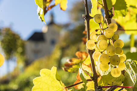 Weinlese mit Burgblick – Erntefest mit Aussicht auf Hochosterwitz
