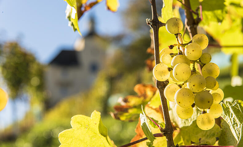 Kulinarik im Lavanttal_Wein
