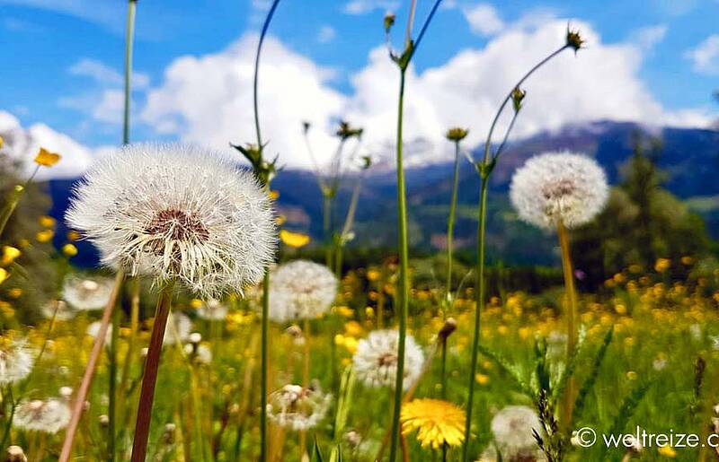 Blumenwiese Loewenzahn Drauradweg Kaernten