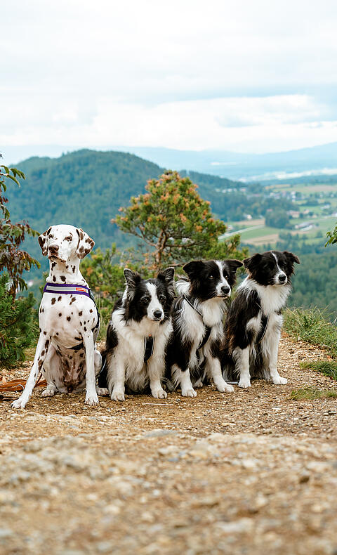 Hundegruppe am Aussichtspunkt Kitzelberg in Kärnten Dalmatiner und drei schwarz-weiße Hunde sitzen nebeneinander auf einem Aussichtspunkt in Kärnten mit Blick auf Berge und Tal.