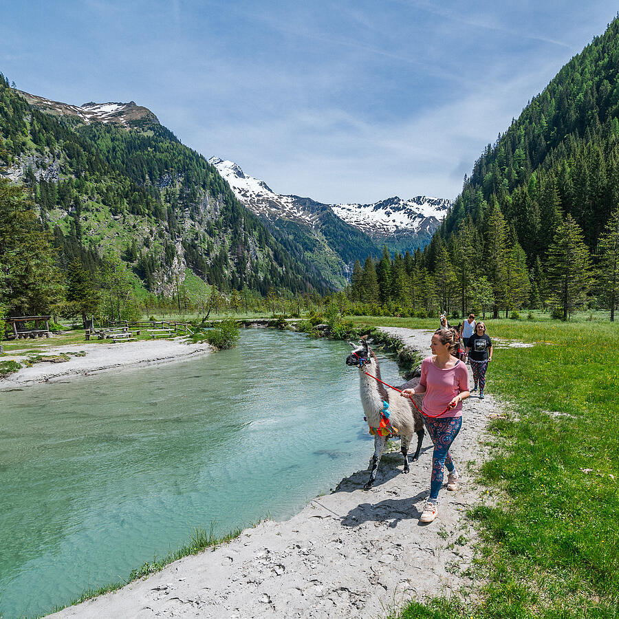 Gruppe bei der Lamawanderung im Nationalpark Hohe Tauern