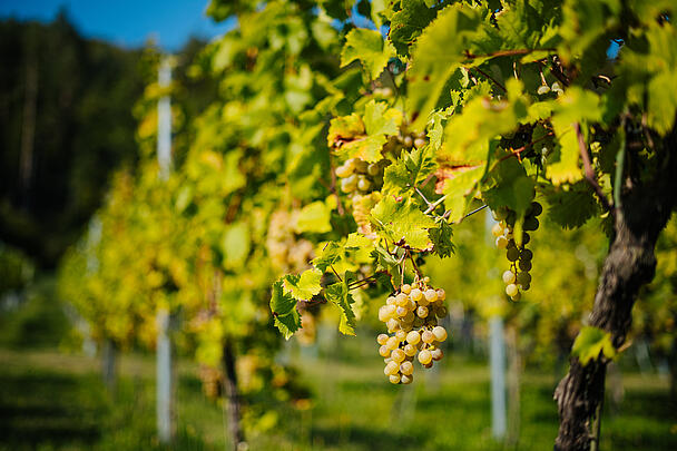 SUEDKAERNTEN-Kulinarik-Genuss-Wein-Winzer