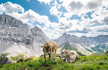 Kuehe in den Karnischen Alpen vor dem Bergmassiv