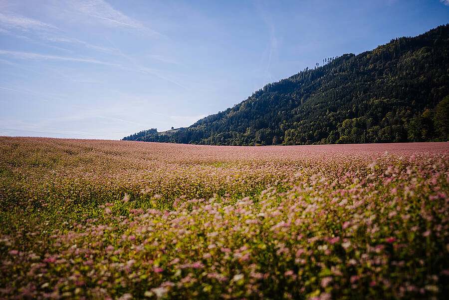 Hadn Feld in Suedkaernten