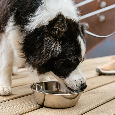 Trinkpause für den Hund beim Wandern in Kärnten Schwarz-weißer Hund trinkt Wasser aus einem Napf auf einer Holzplattform während einer Wanderung.