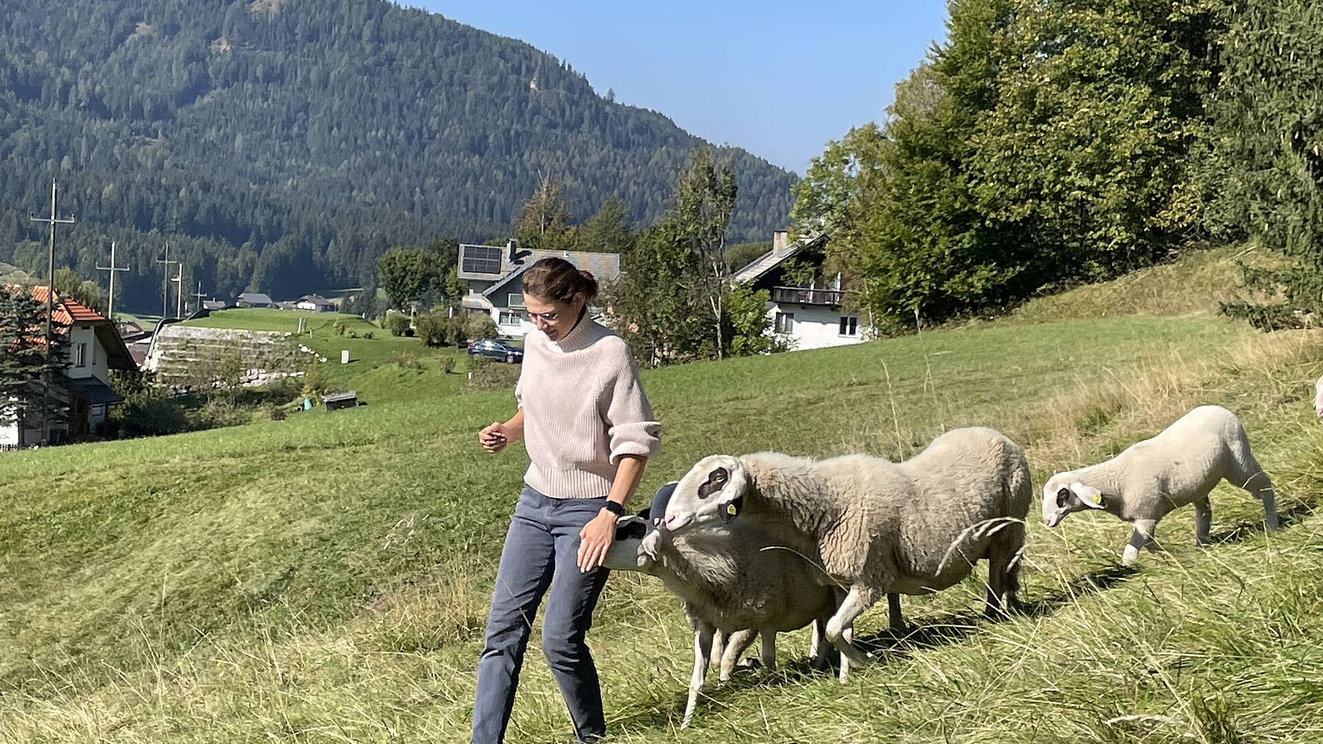 Am Weissensee mit Schafe auf der Weide.