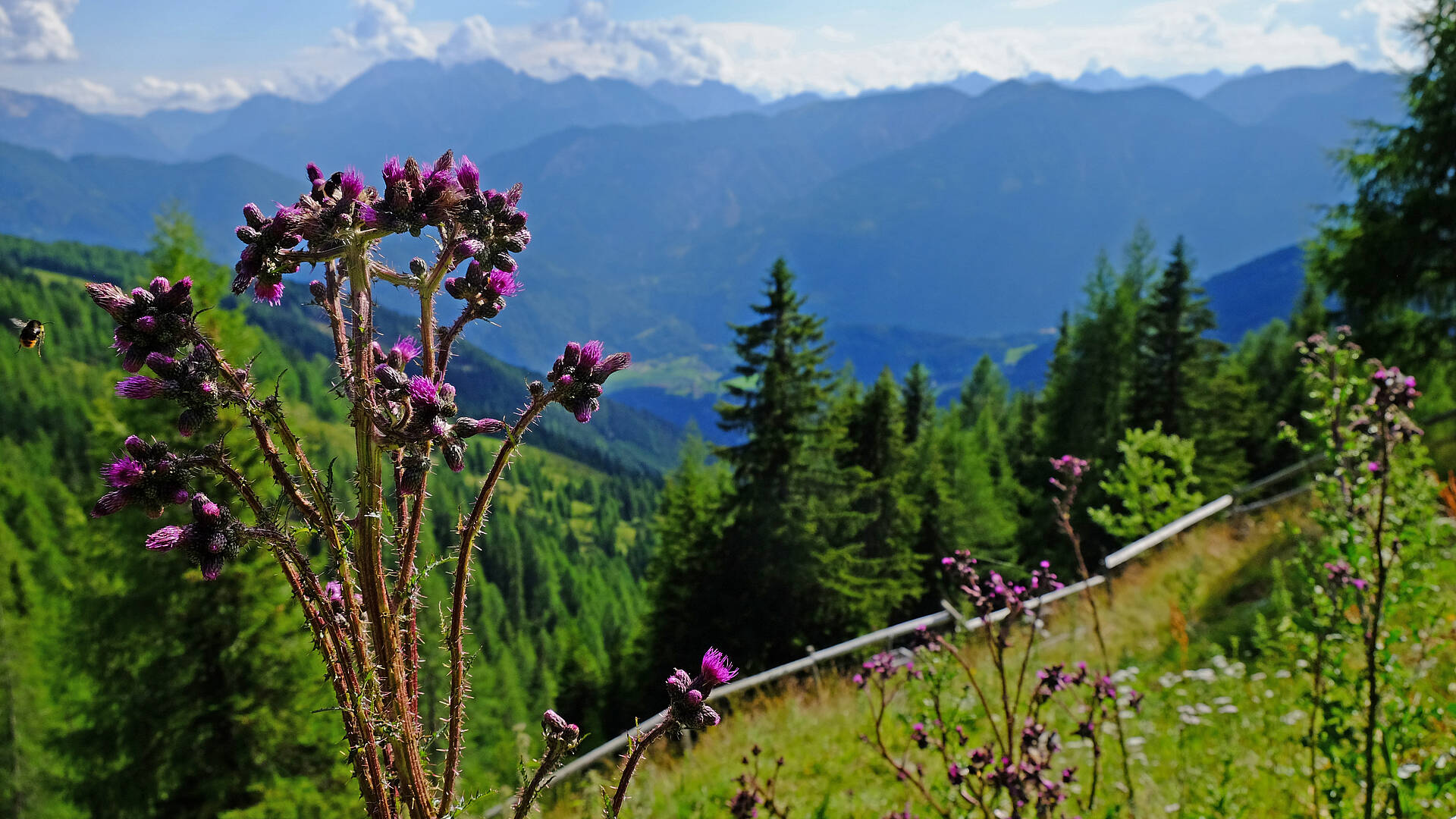 Blick auf die Karnischen Alpen