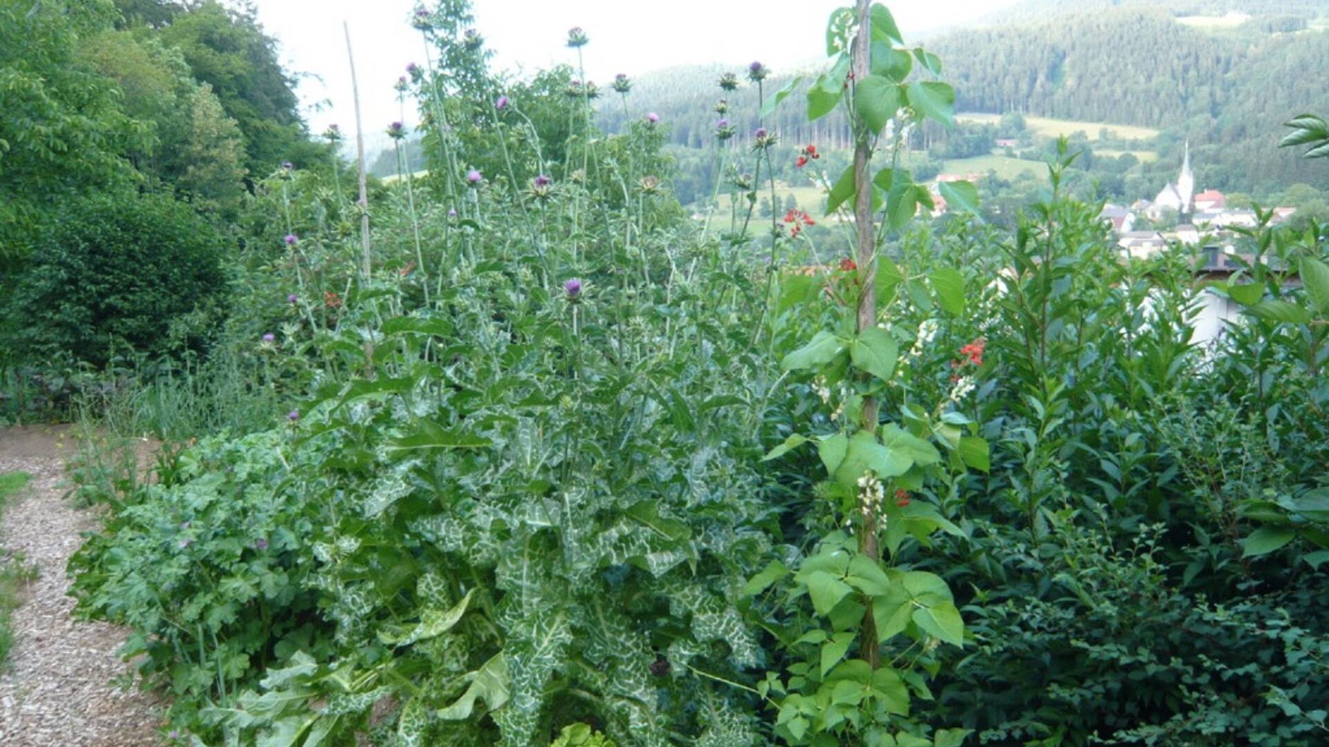 Wildkräutergarten Haimburger