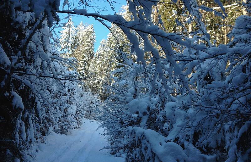 Dobratsch Skitour von Heiligengeist