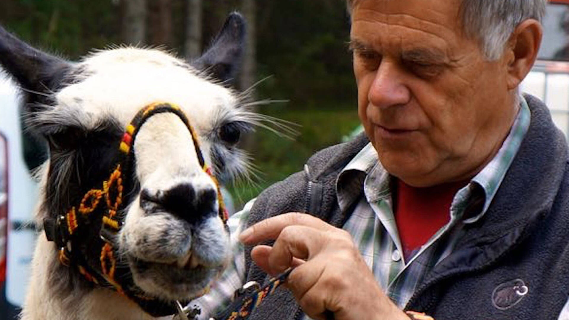 Lama-Trekking im Gailtal