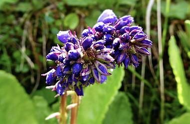 Social_Wulfenia_Anita_Janesch