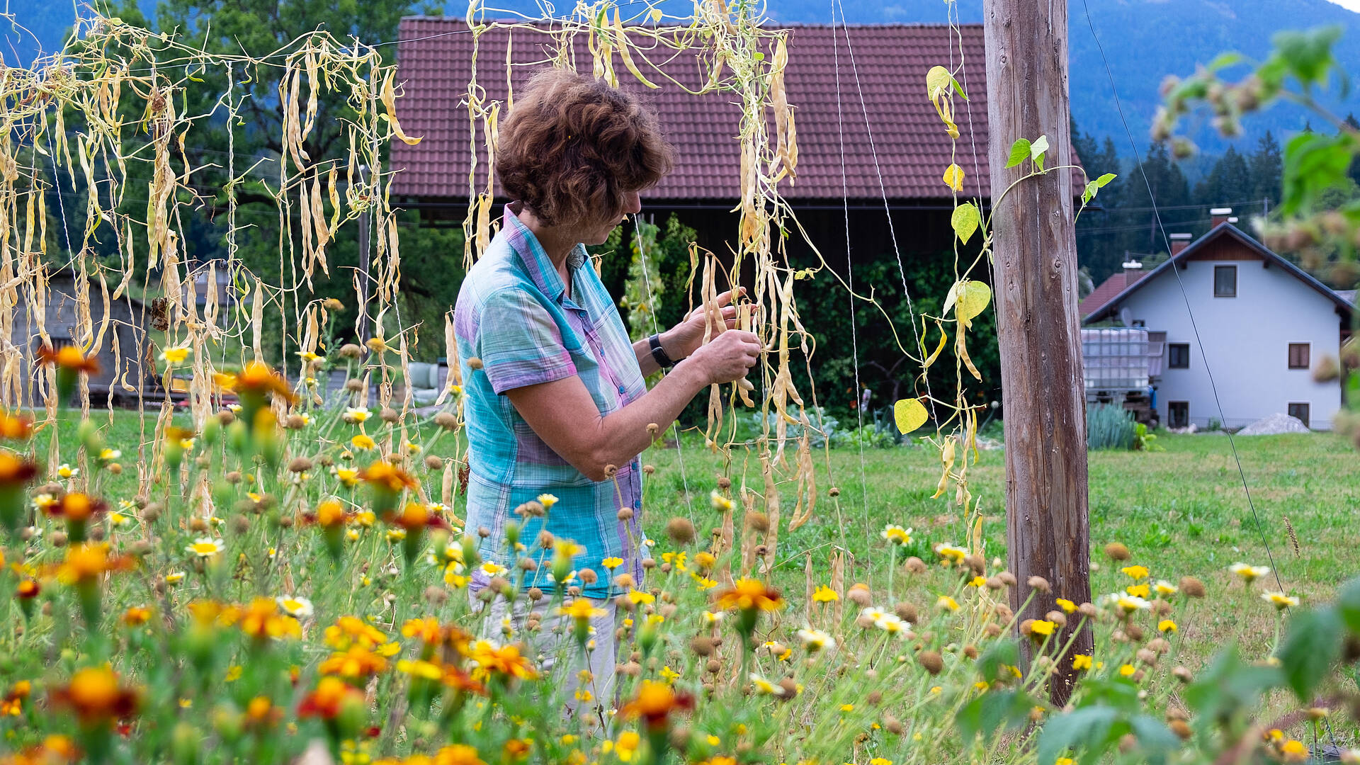 Blumensamen, Bohnensaatgut, es ist immer etwas zu tun