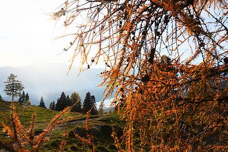 Heilkraft der Alm