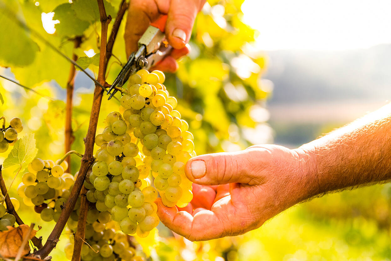 Weingut Karnburg