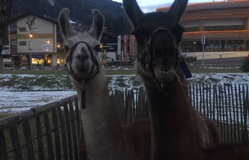 Lamas am Bad Kleinkirchheimer Weihnachtsmarkt