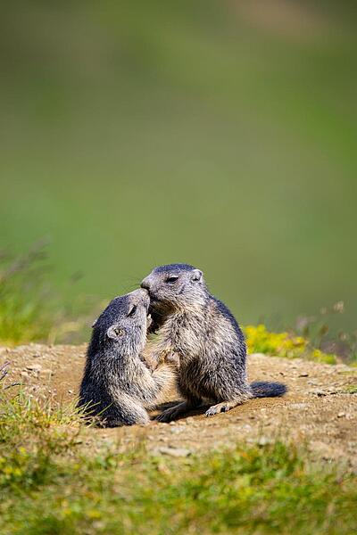 Fotowalk auf den Spuren alpiner Wildtiere Murmeltier Zwei Murmeltiere im Nationalpark Hohe Tauern