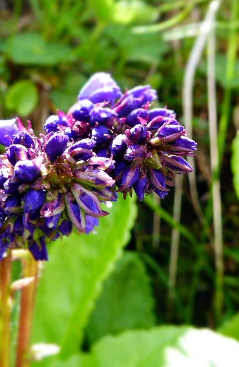 Die Wulfenia einzigartige Blume aus der Eiszeit 