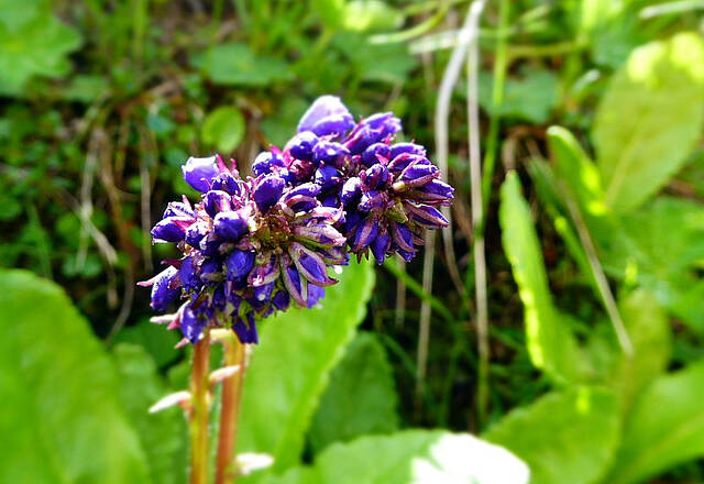 Die Wulfenia einzigartige Blume aus der Eiszeit 