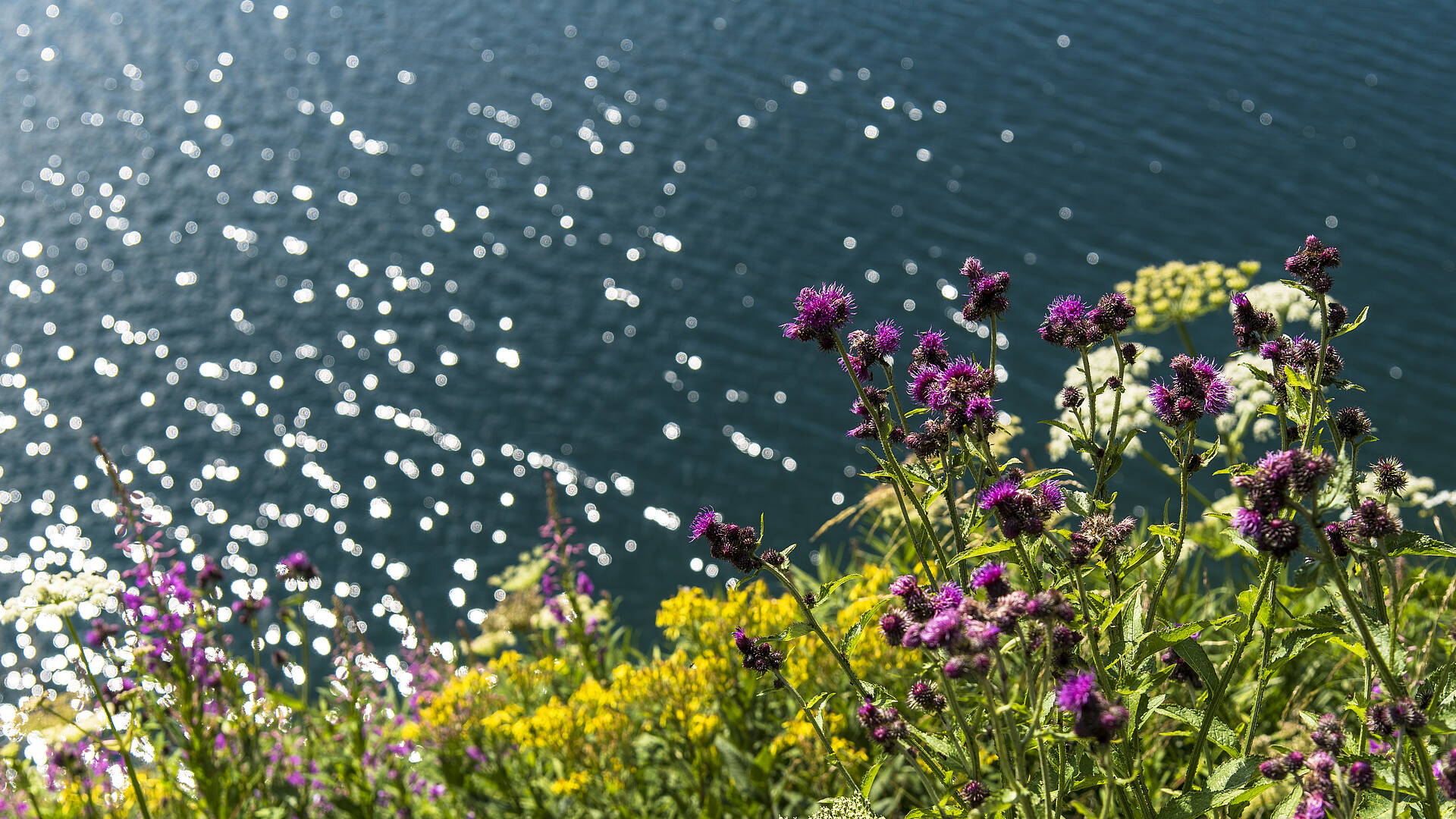 Blumen am Falkertsee in den Nockbergen