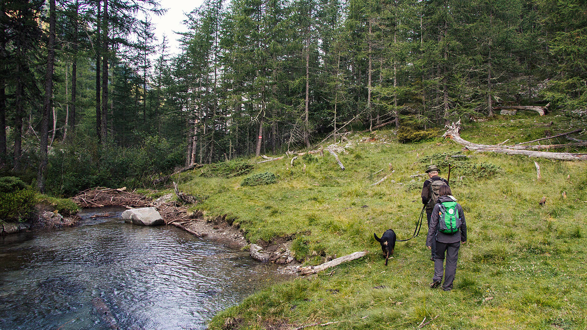 Wandern mit Hund im Wald