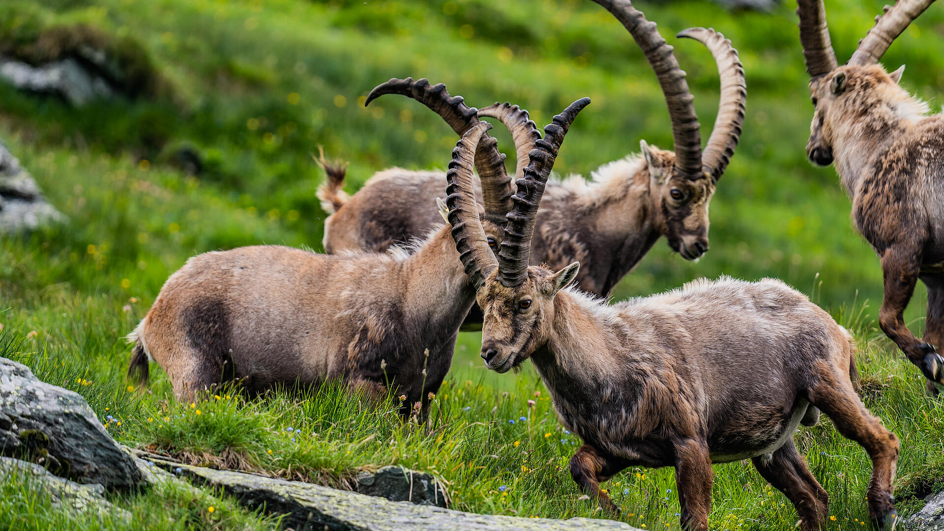 Steinboecke im Nationalpark Hohe Tauern