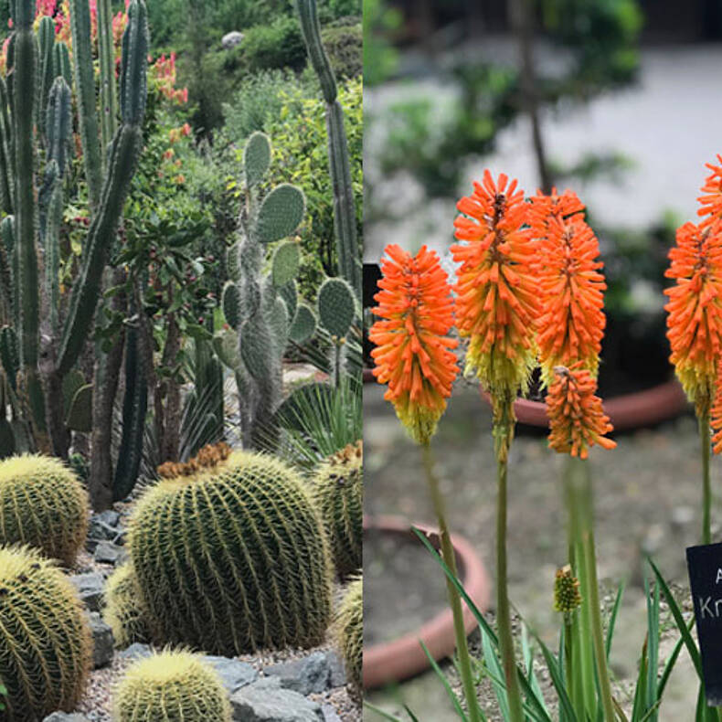 Kakteen Botanischer Garten Klagenfurt Naherholungsziel