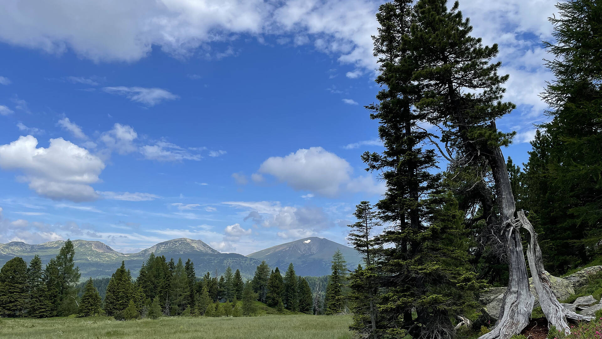 3 Seen Wanderung auf der Turracher Hoehe Hochmoor