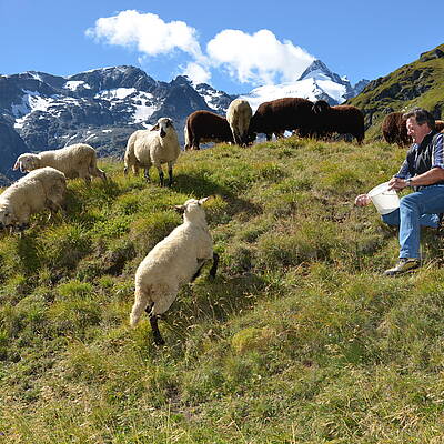 Glockner Lammfest 