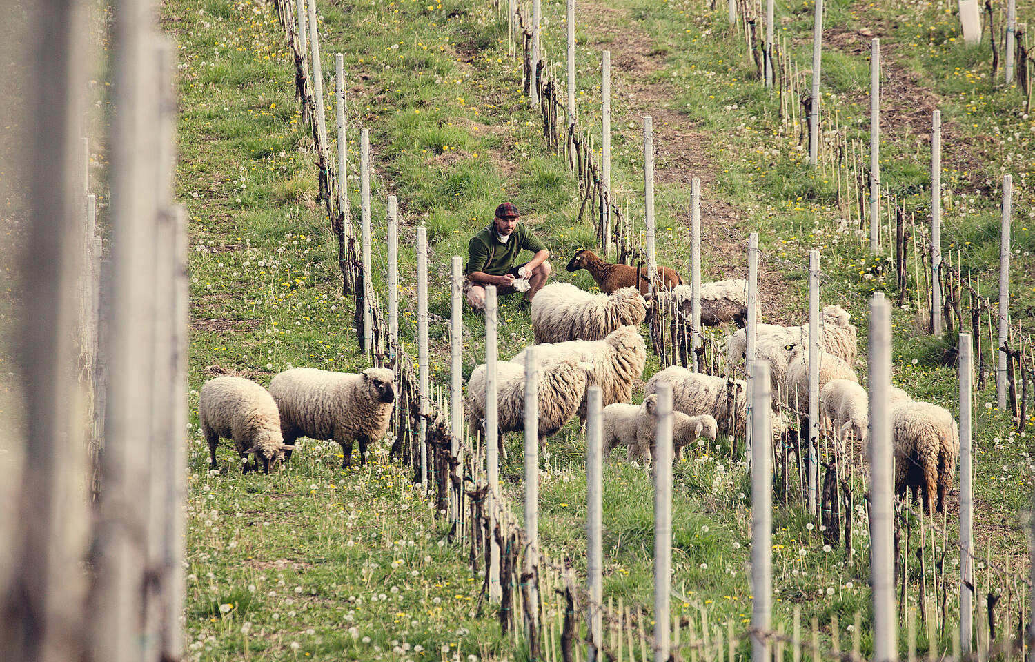 Georgium Weingut und Winzer