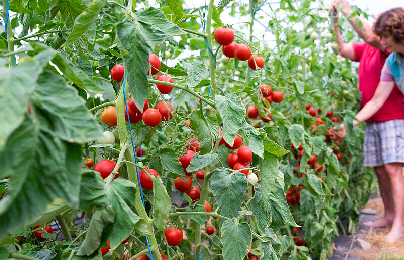 Bio-Tomaten: Qualität die man schmeckt