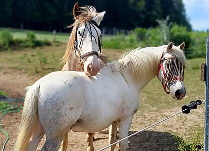 Pferdecamp im Gurktal