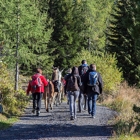 Pilgern in Kärnten mit der Pilgergruppe und Alpakas