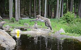 Der erlebnisreiche Affenberg in Landskron 