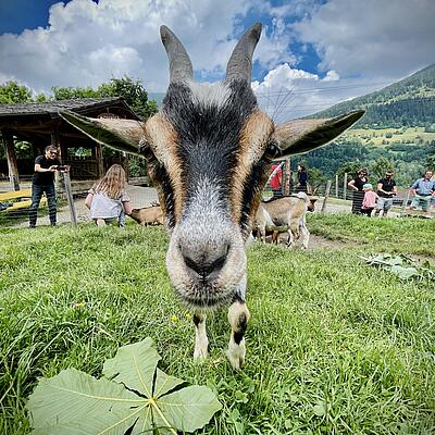 Ziege im Alpenwildpark Feld am See aus nächster Nähe, im Hintergrund Besucher und weitere Tiere auf der Weide.