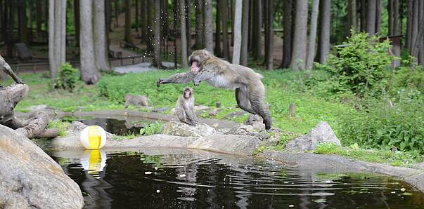 Der erlebnisreiche Affenberg in Landskron 