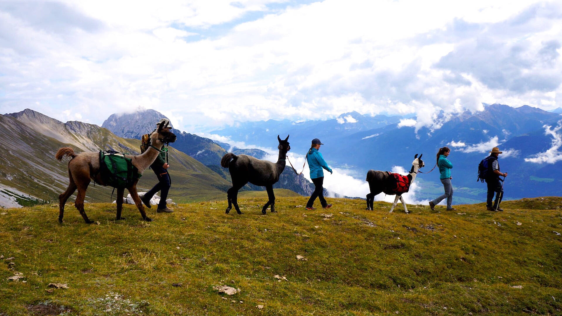 Lama-Trekking im Gailtal