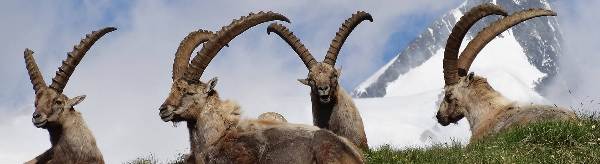 Steinböcke im Nationalpark Hohe Tauern