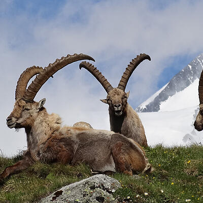 Steinböcke im Nationalpark Hohe Tauern
