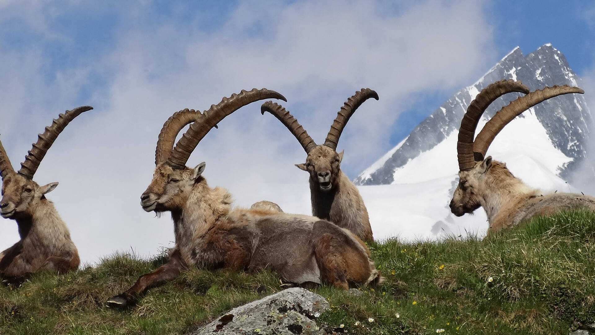 Steinböcke im Nationalpark Hohe Tauern