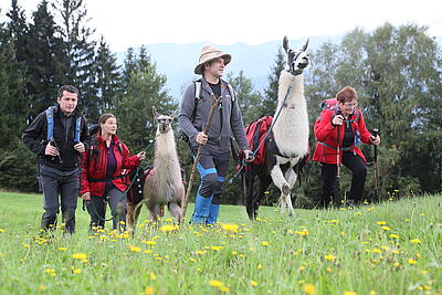 Pilgergruppe in Kärnten unterwegs mit Alpakas