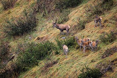 Hirschbrunft in der Nationalpark Region Hohe Tauern Hirschbrunft in der Nationalpark Region Hohe Tauern