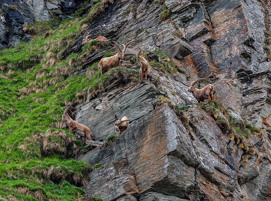 Steinboecke im Nationalpark Hohe Tauern