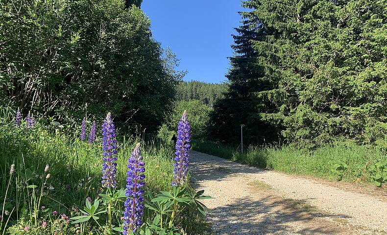 Wandern auf der Koralm. Ende des Rundwanderwegs knapp vor dem Ausgangs-Parkplatz 