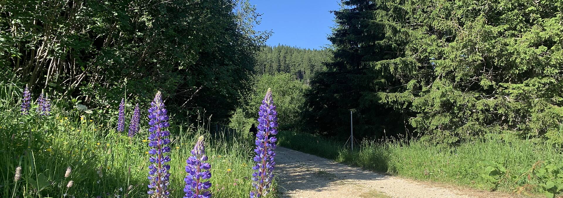 Wandern auf der Koralm. Ende des Rundwanderwegs knapp vor dem Ausgangs-Parkplatz 