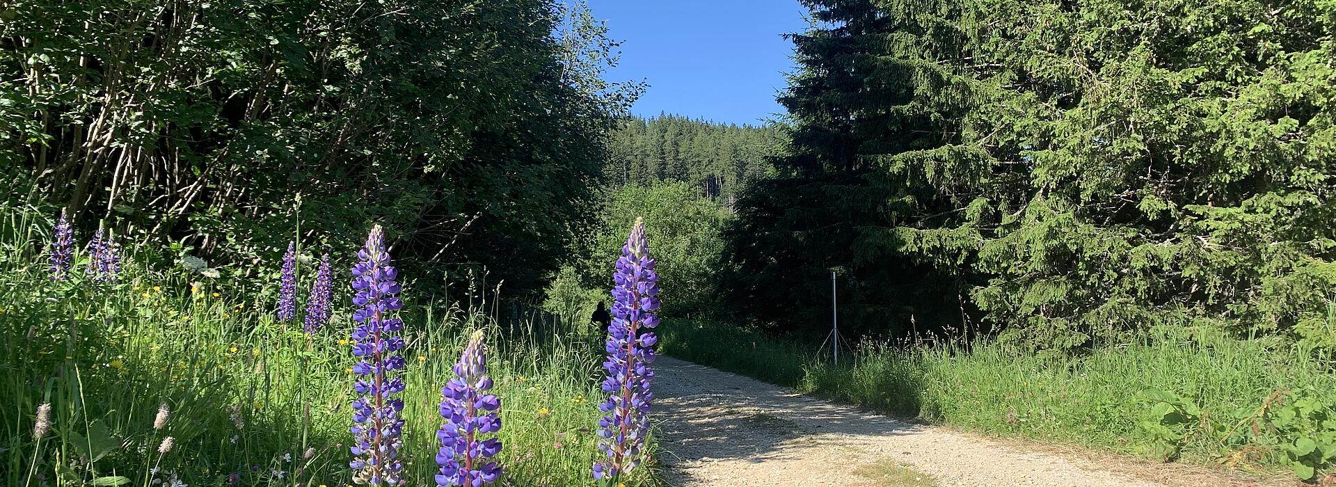 Wandern auf der Koralm. Ende des Rundwanderwegs knapp vor dem Ausgangs-Parkplatz 