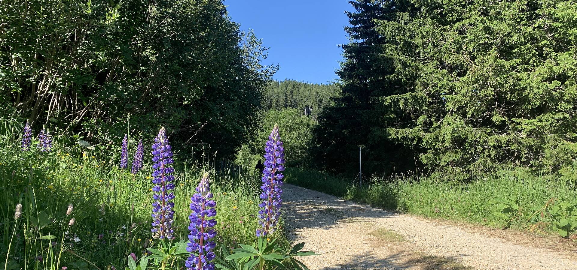 Wandern auf der Koralm. Ende des Rundwanderwegs knapp vor dem Ausgangs-Parkplatz 