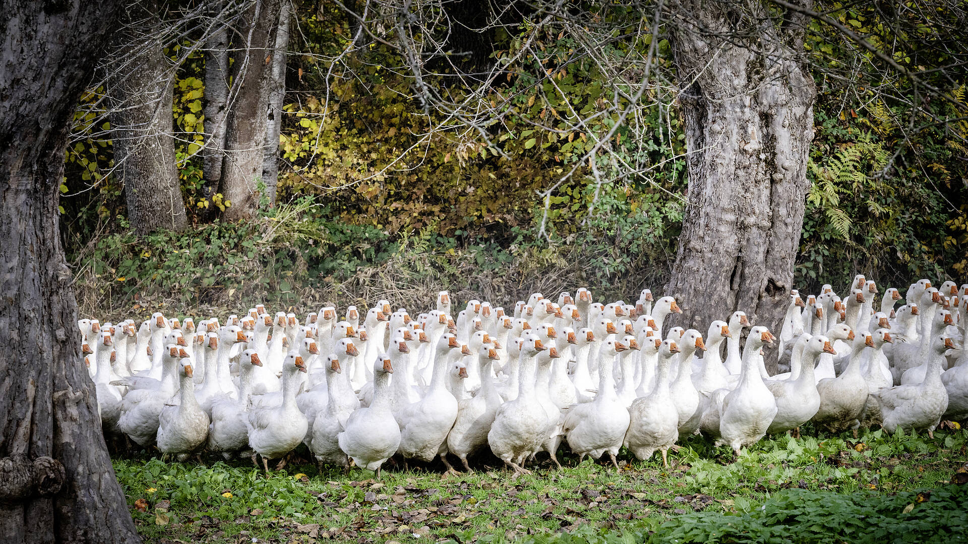 Gaensemarsch am Brunnerhof am Laengsee